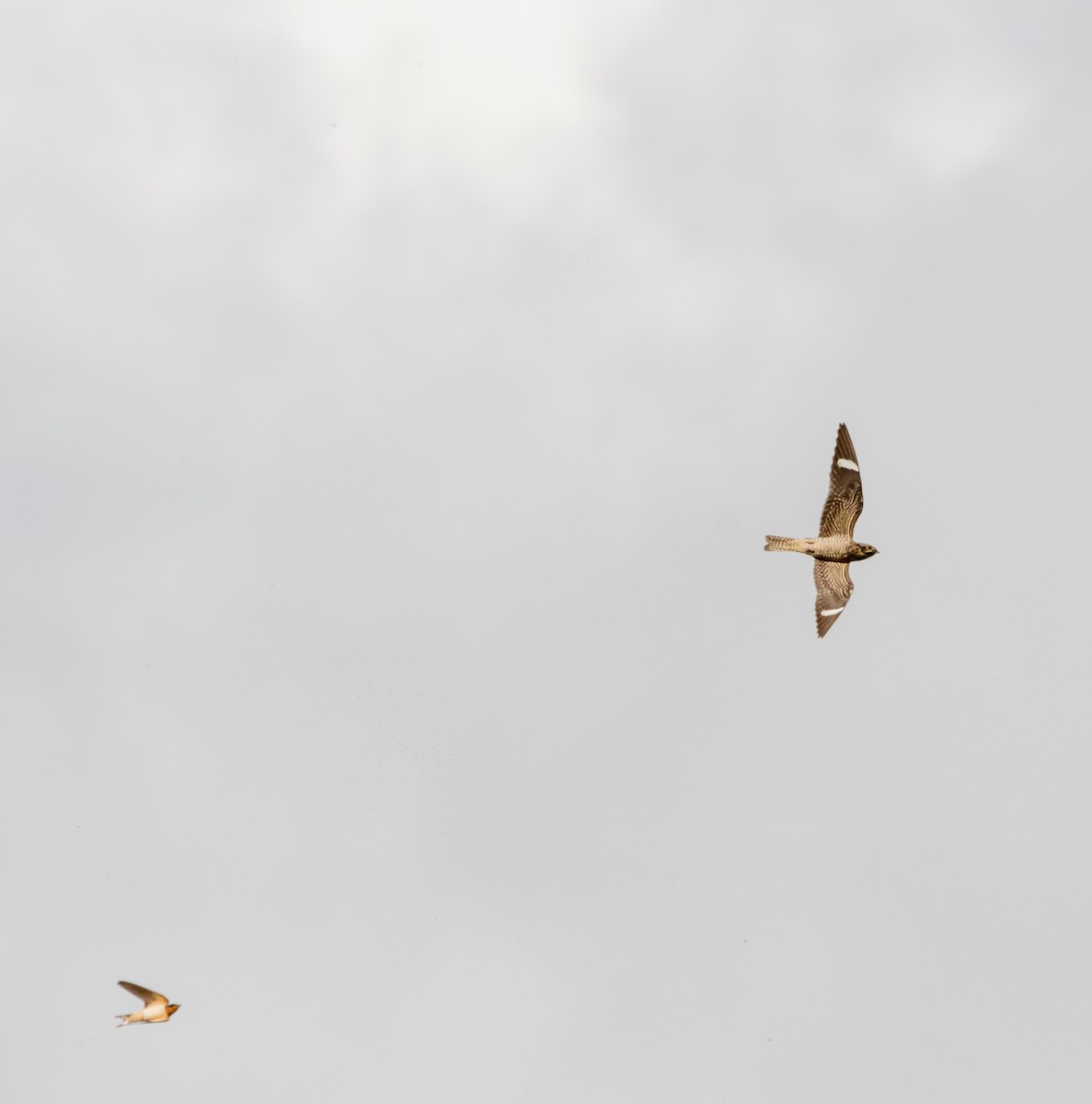 Common Nighthawk - Dan Hannon