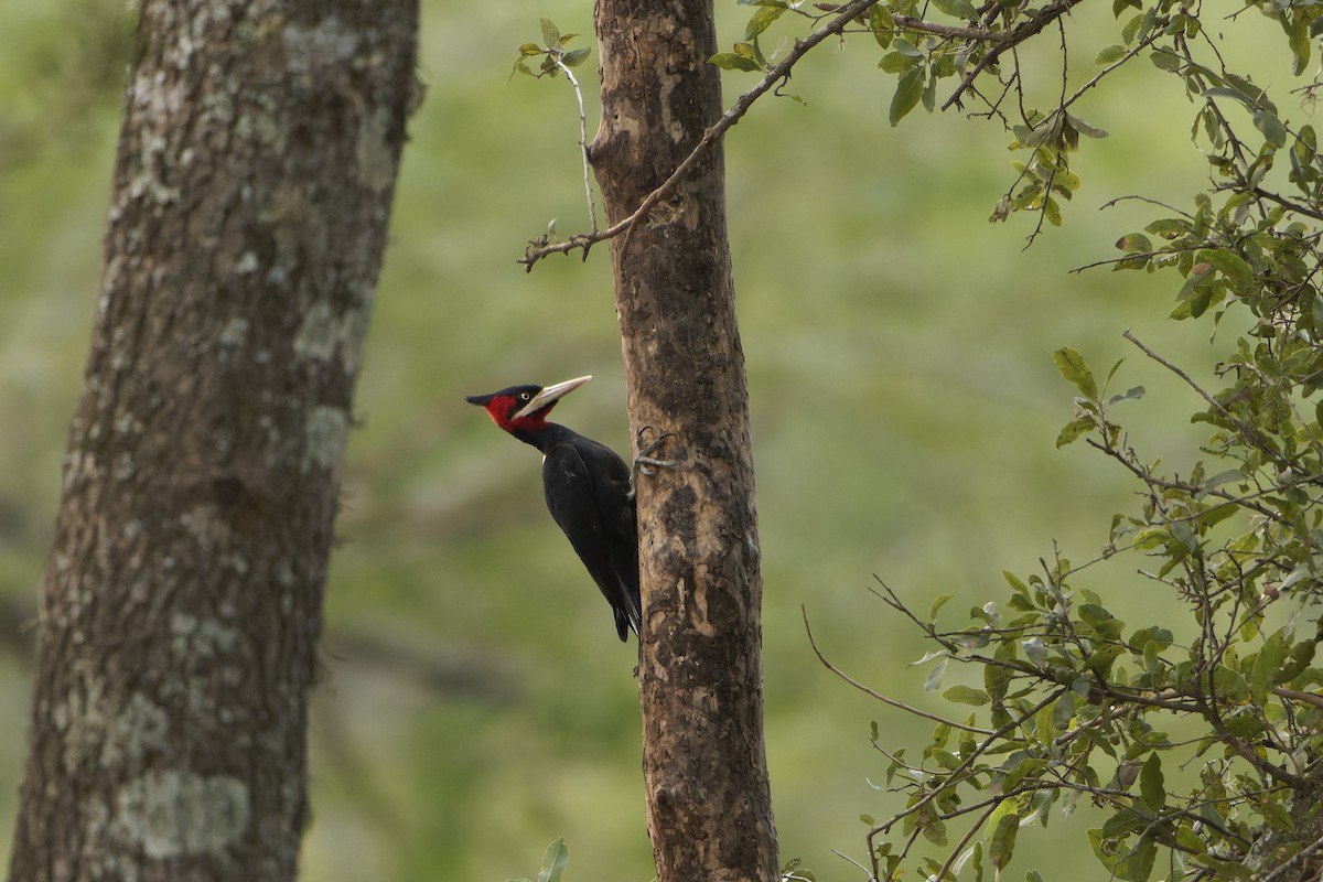 Cream-backed Woodpecker - ML622676038