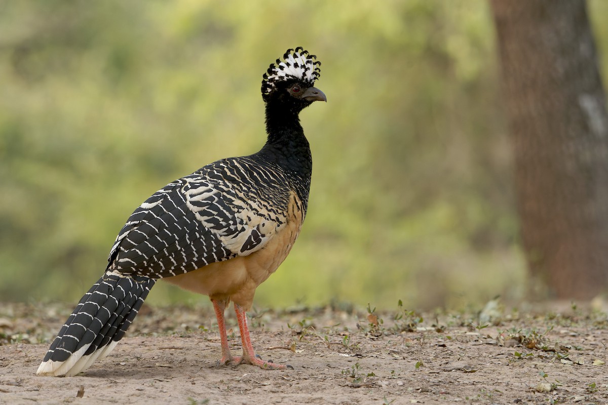 Bare-faced Curassow - ML622676040