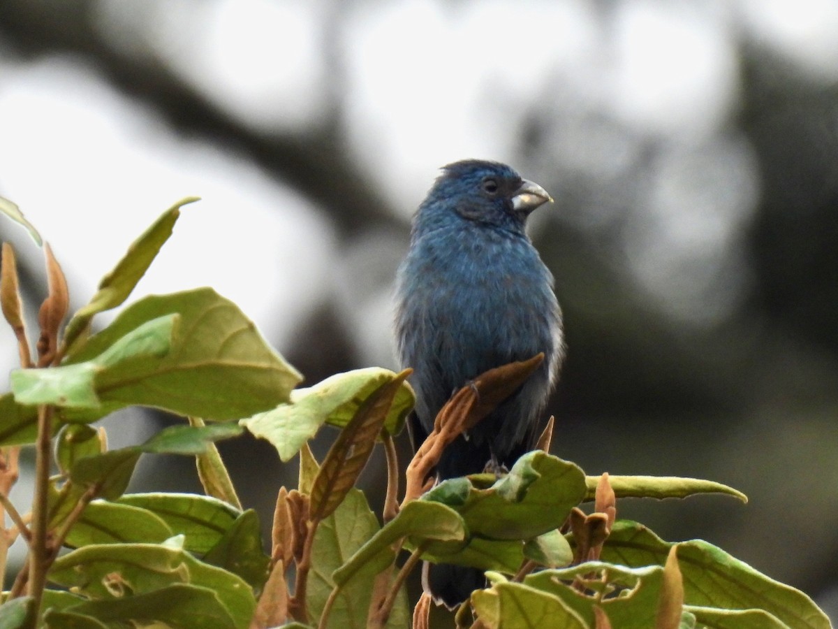 Glaucous-blue Grosbeak - Susan Cole