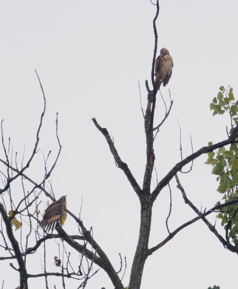 Red-shouldered Hawk - ML622676063