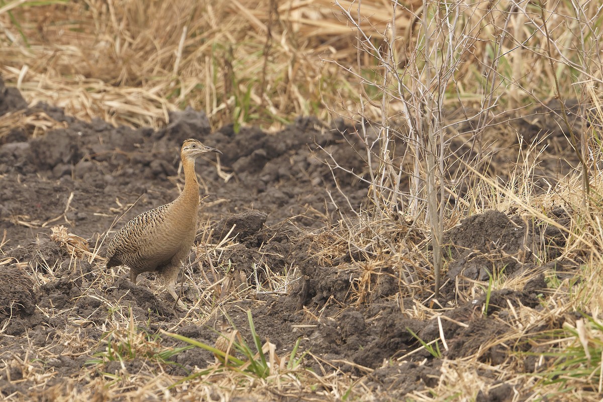 Red-winged Tinamou - ML622676070