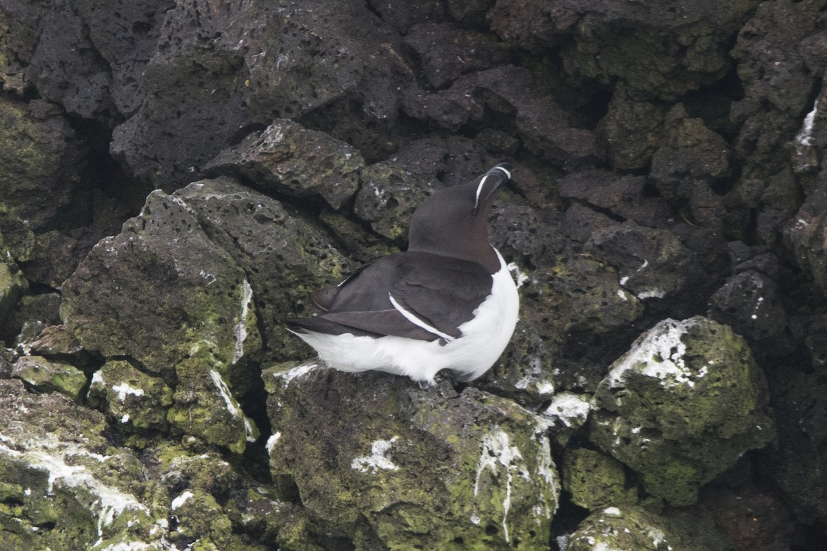 Razorbill - ML622676107