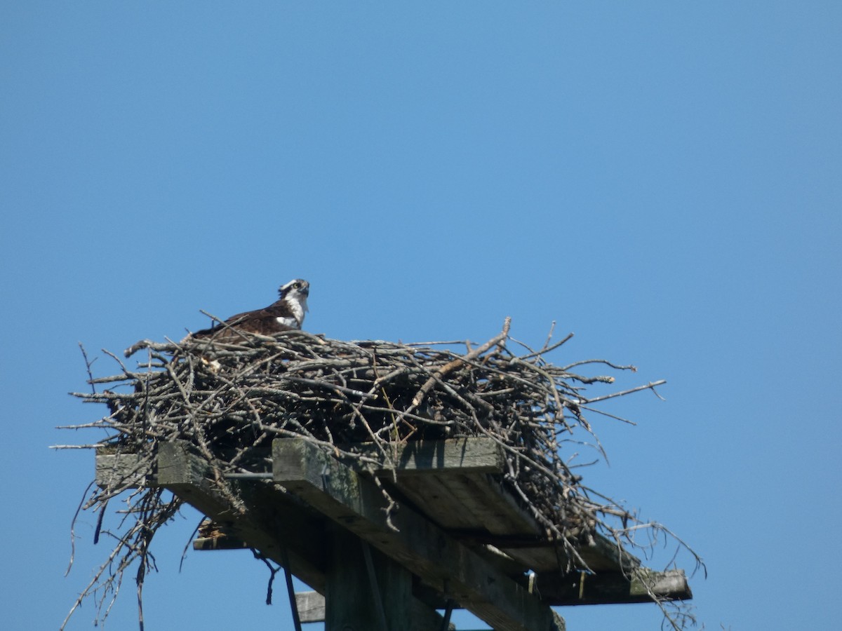 Osprey - ML622676156