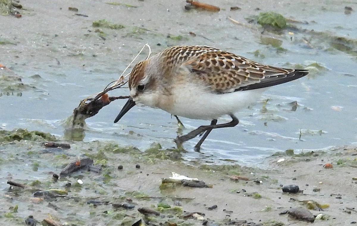 sandsnipe - ML622676170