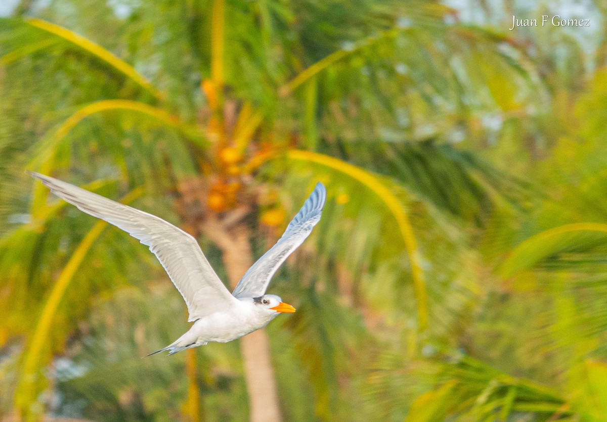 Royal Tern - ML622676197