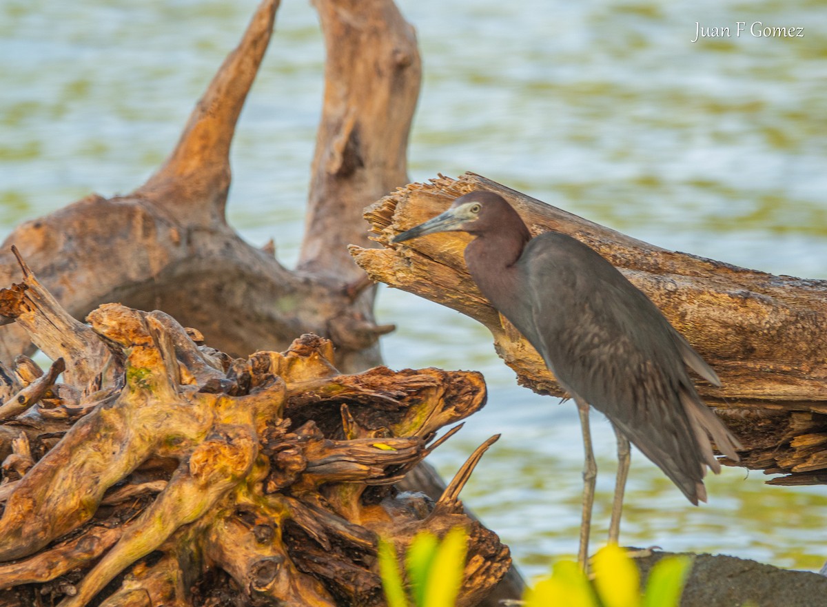 Little Blue Heron - ML622676244