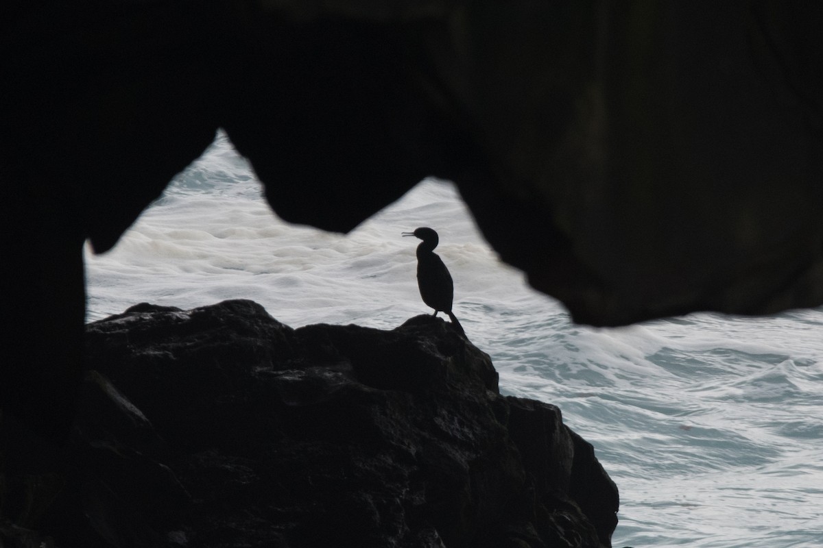 European Shag - ML622676245