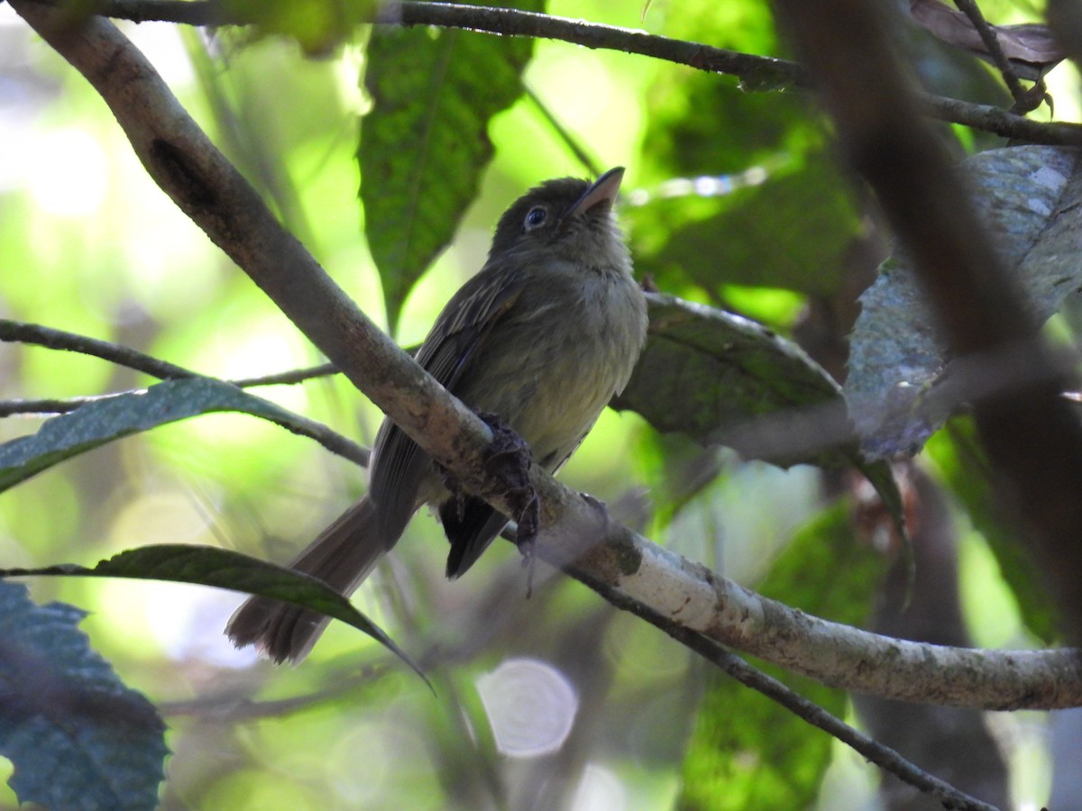 Eastern Olivaceous Flatbill - ML622676263