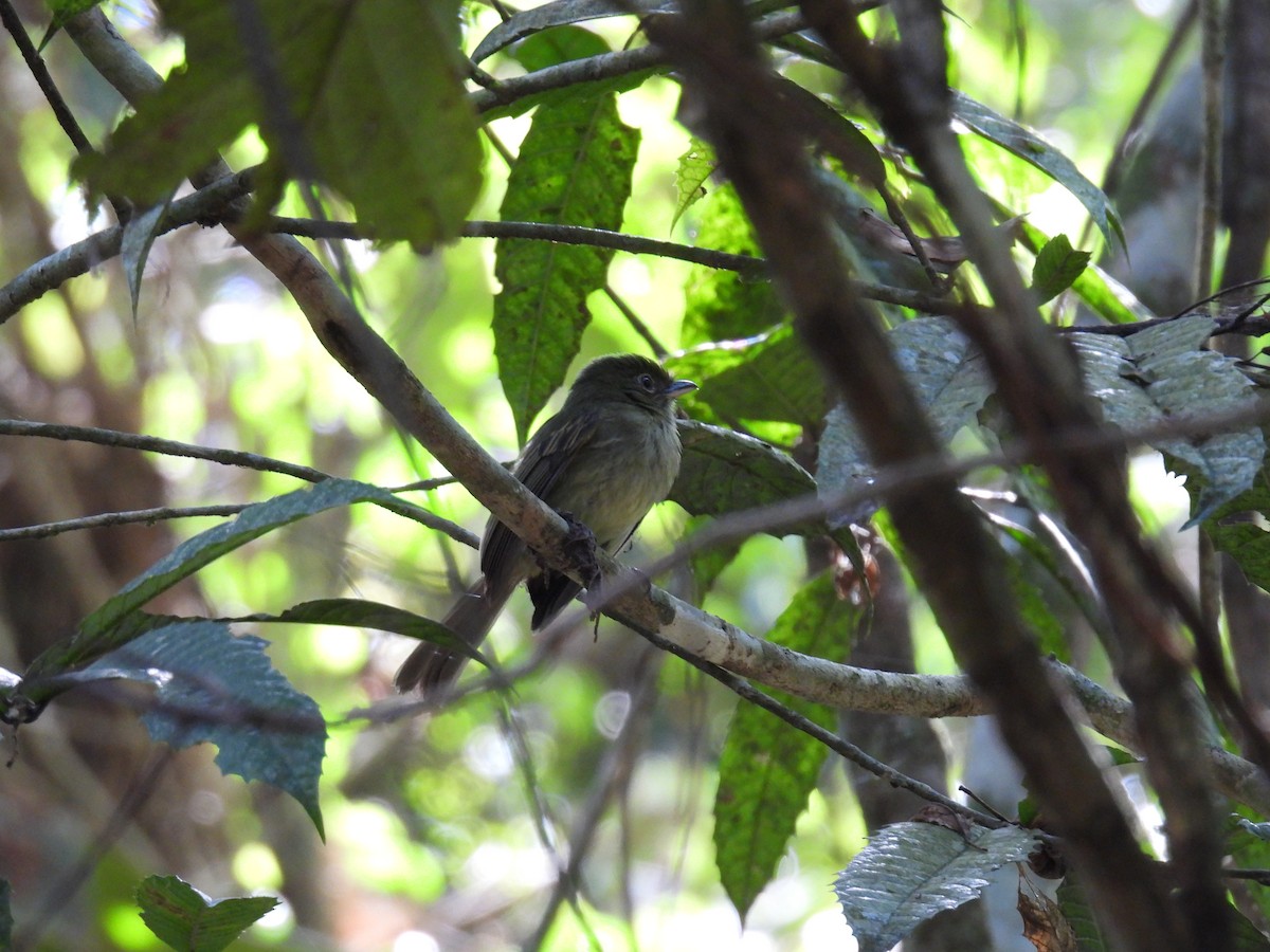 Eastern Olivaceous Flatbill - ML622676264