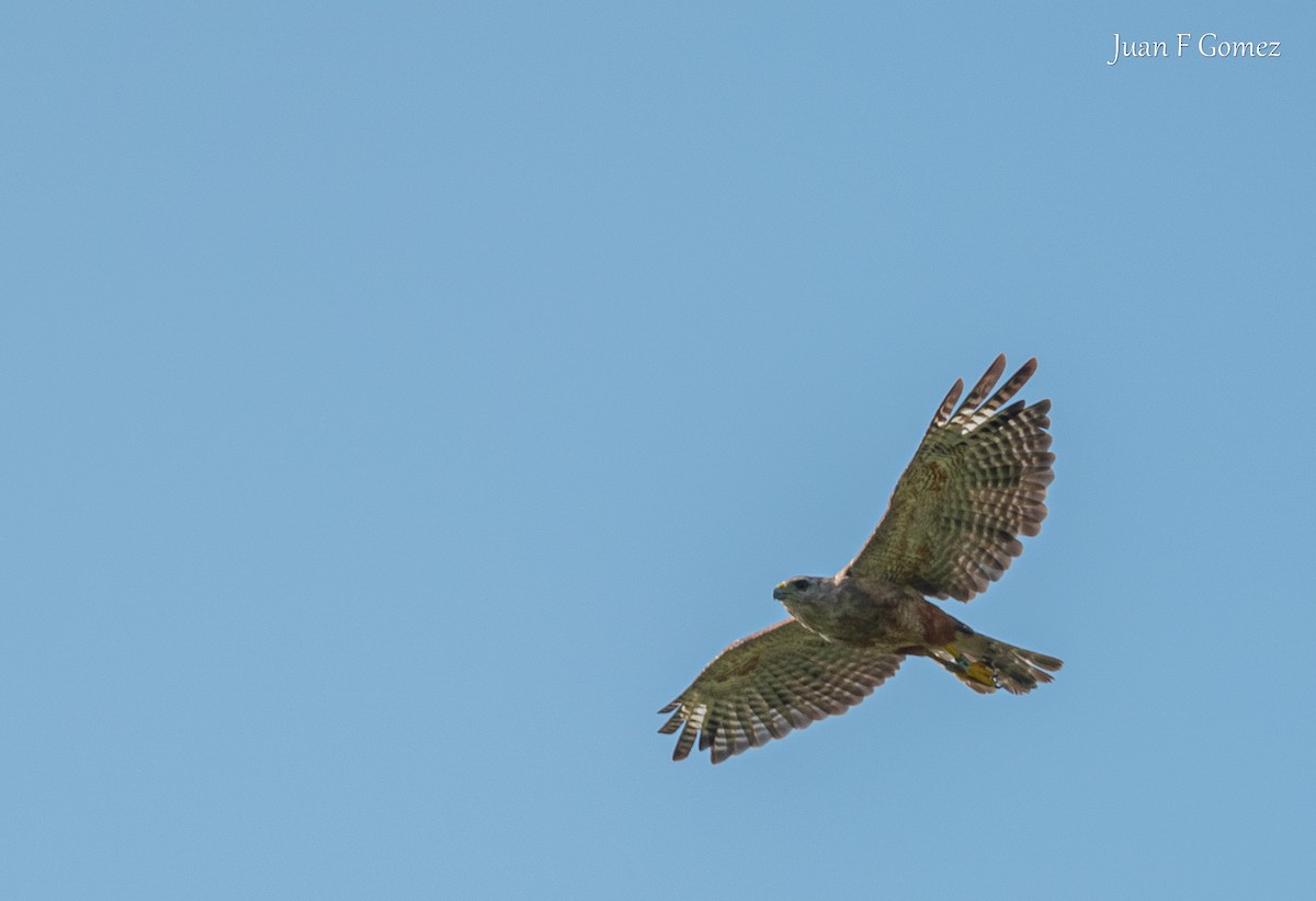 Ridgway's Hawk - ML622676268