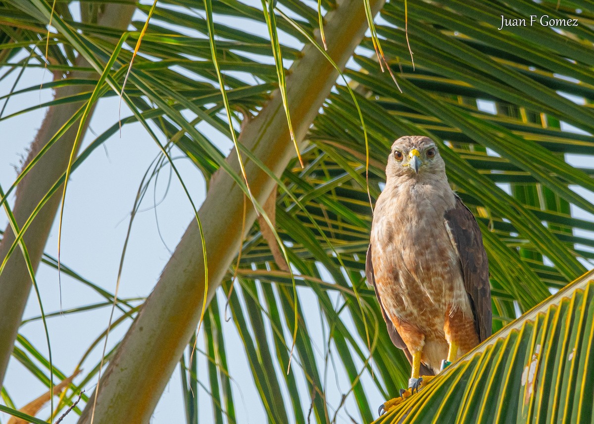 Ridgway's Hawk - ML622676269