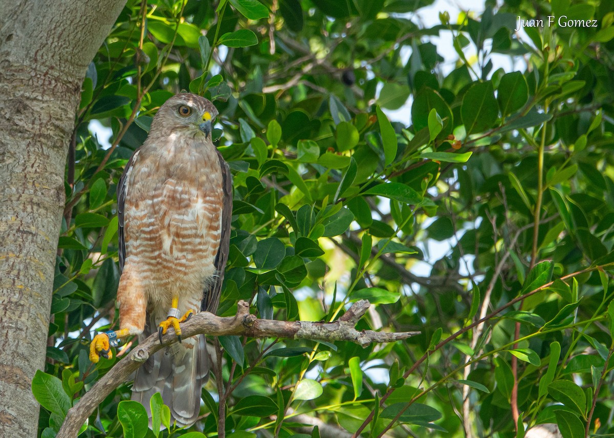 Ridgway's Hawk - ML622676286