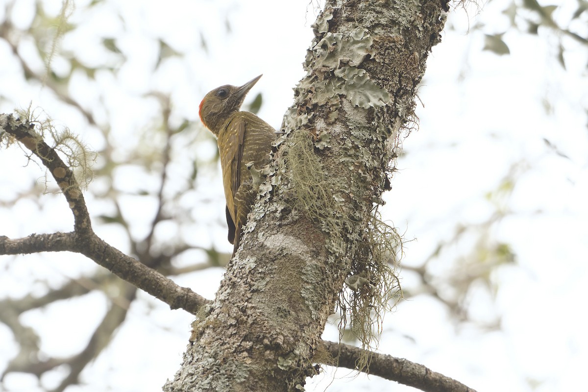 Little Woodpecker - ML622676321