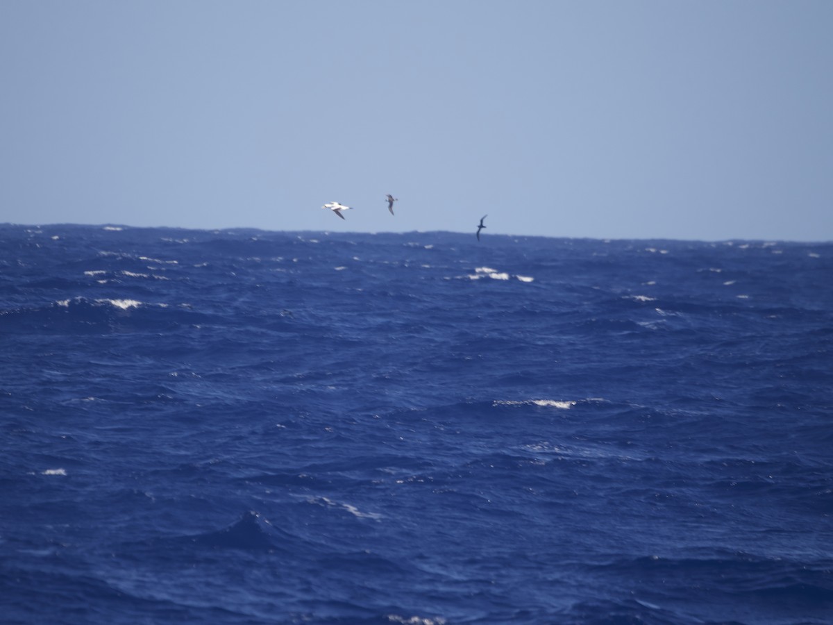 Masked Booby - ML622676396