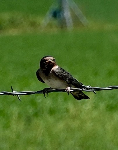 Cliff Swallow - ML622676464