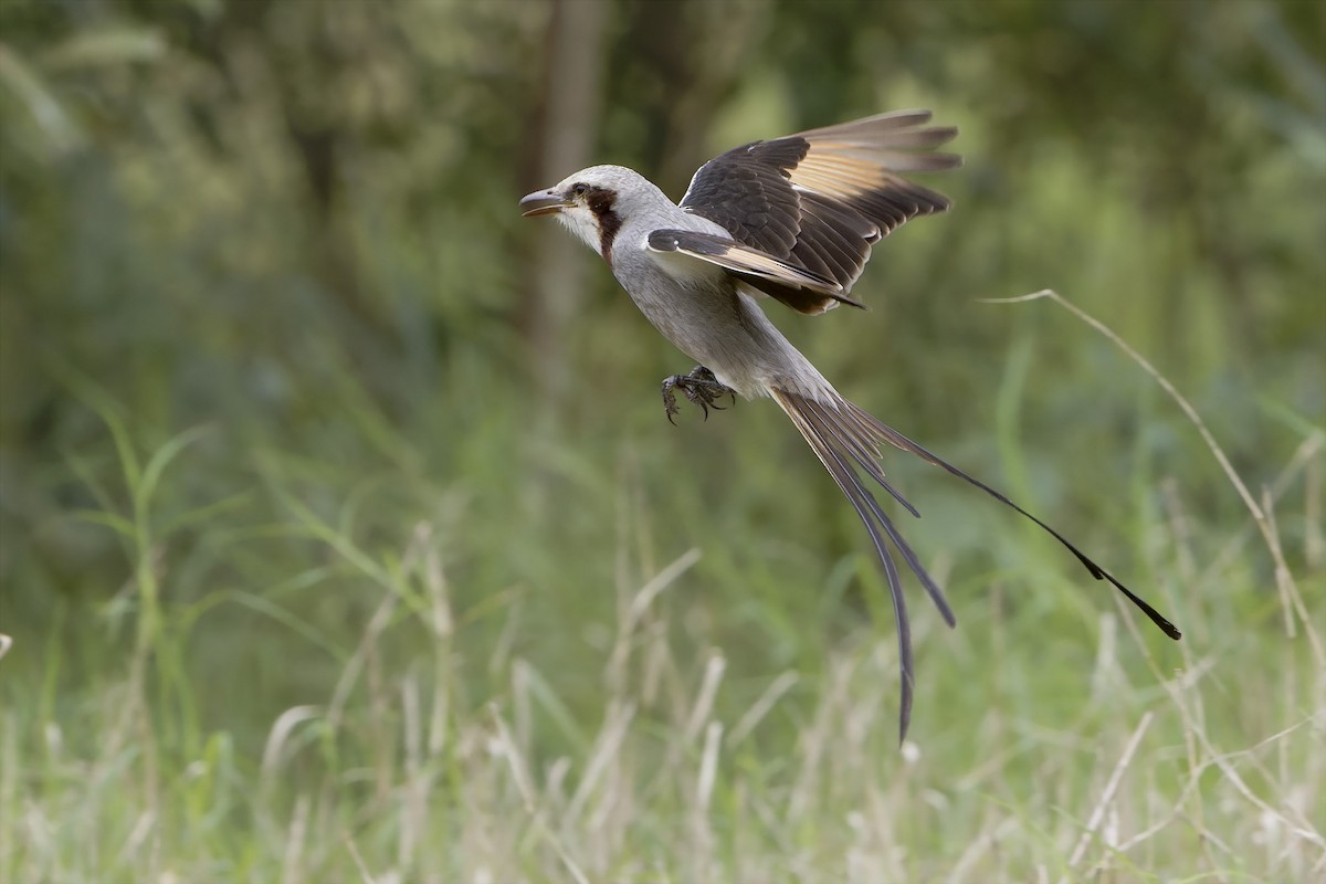 Streamer-tailed Tyrant - Martjan Lammertink