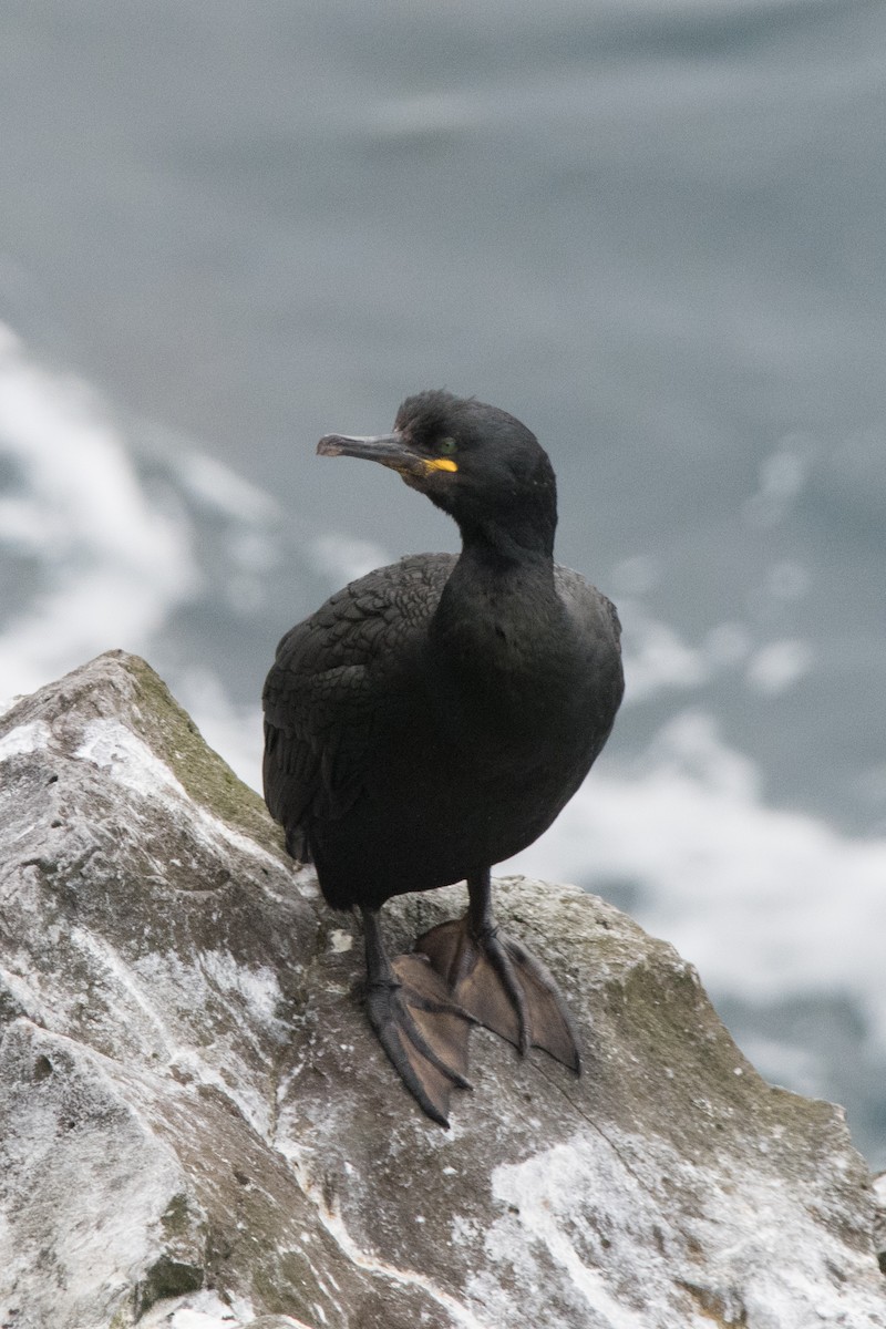 European Shag - ML622676536