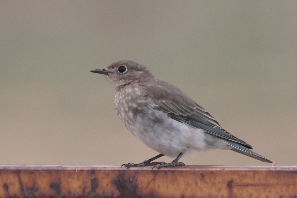 Mountain Bluebird - ML622676589