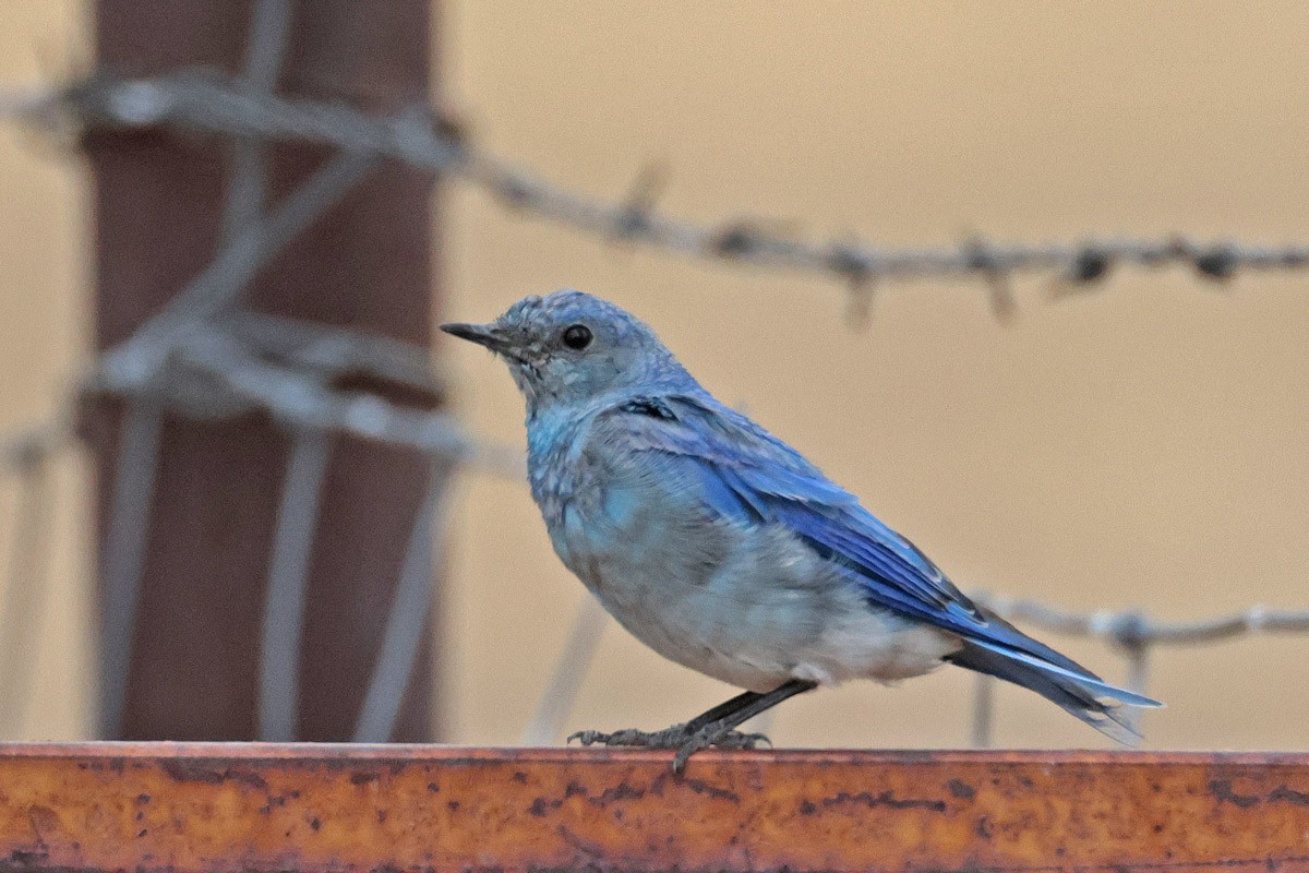 Mountain Bluebird - Margaret Sloan