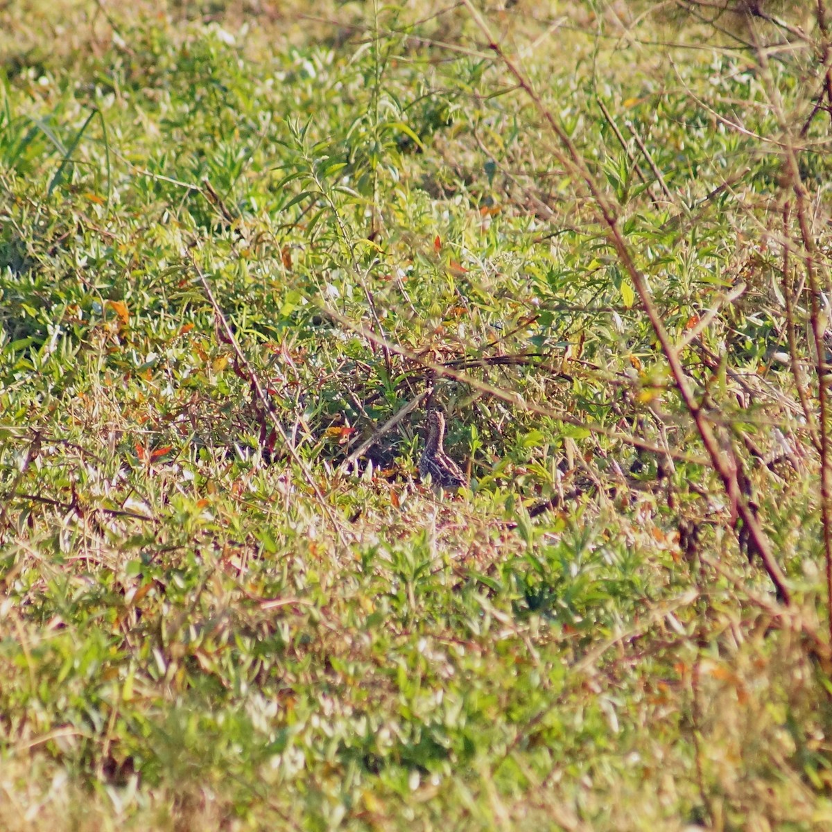 Pantanal Snipe - ML622676596