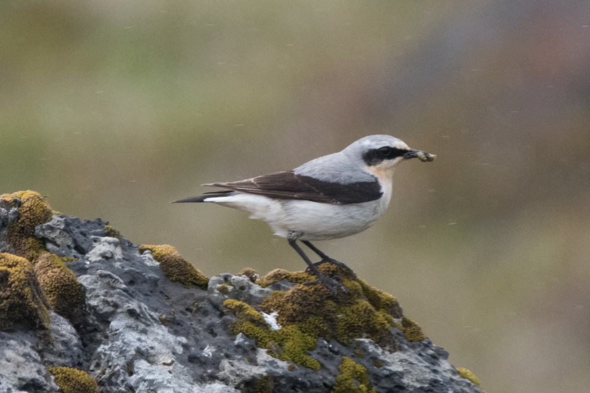 Northern Wheatear - ML622676653