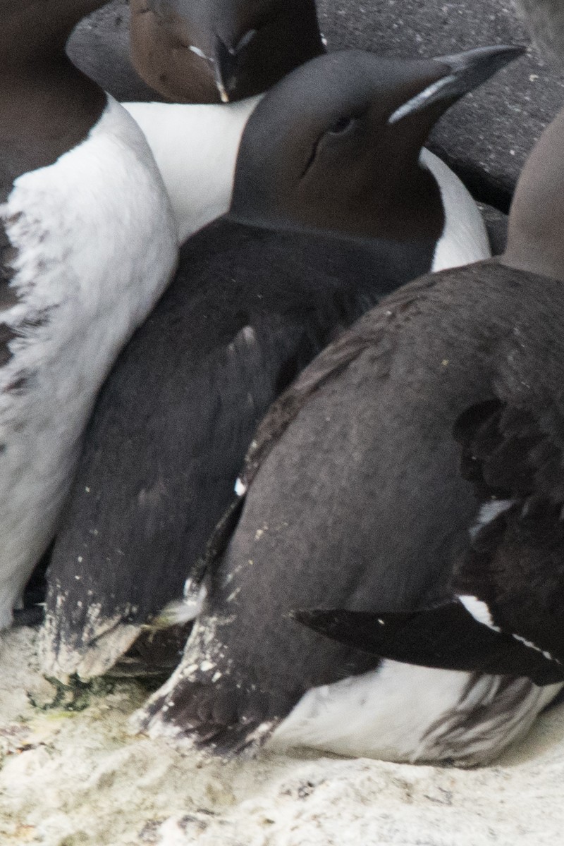 Thick-billed Murre - ML622676660