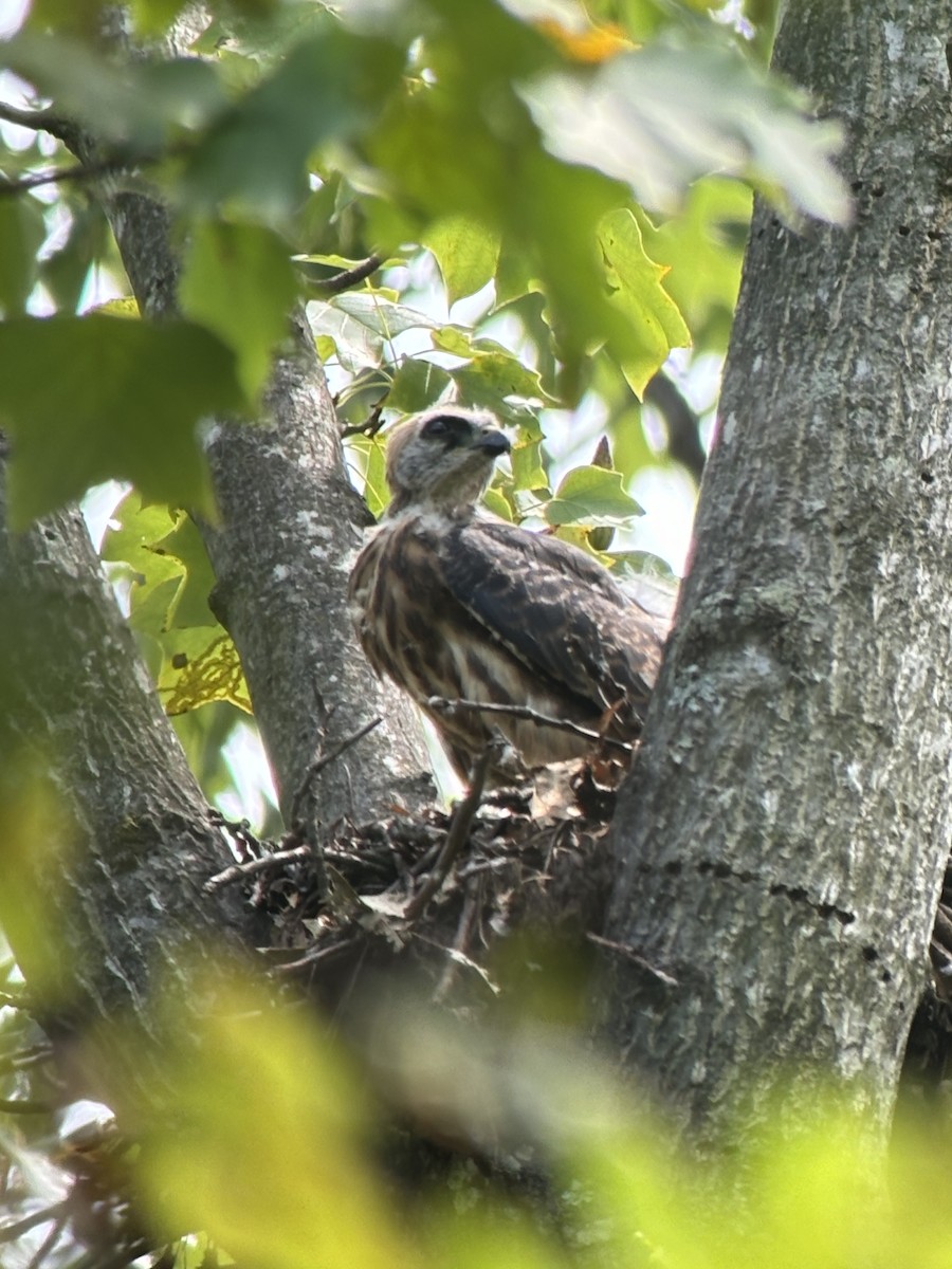 Mississippi Kite - ML622676685