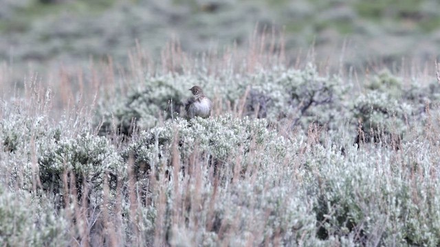 Vesper Sparrow - ML622676692