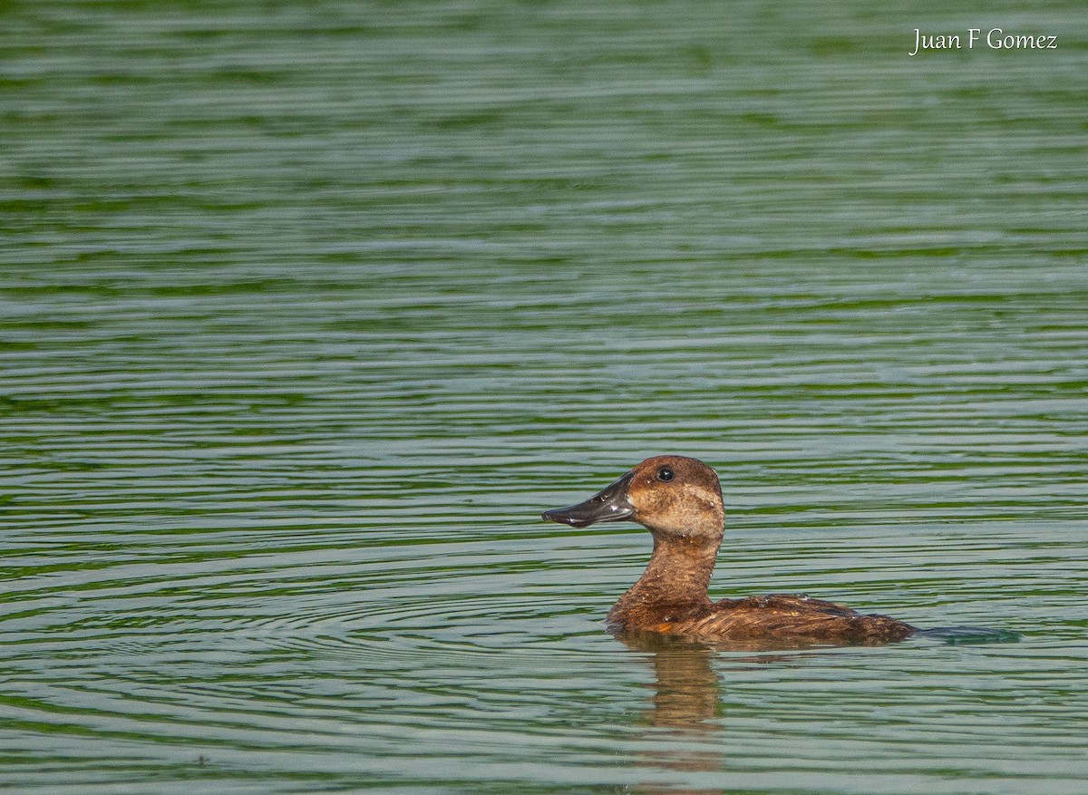 Ruddy Duck - ML622676700