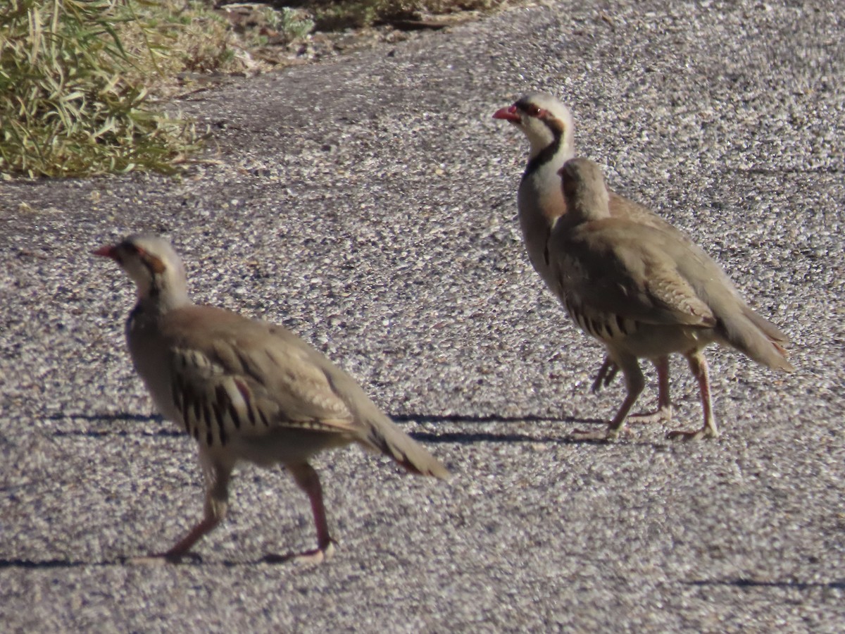 Chukar - Eric Wier