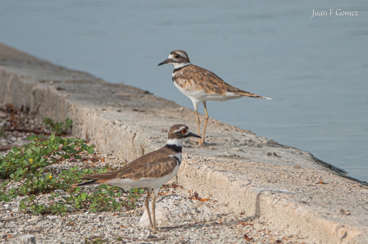 Killdeer - ML622676744