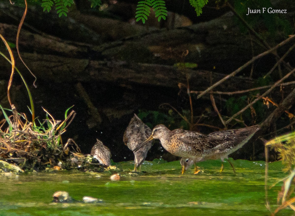 Short-billed Dowitcher - ML622676830