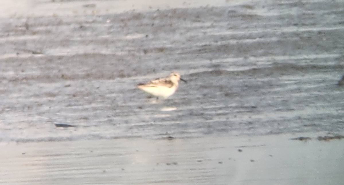 Bécasseau sanderling - ML622676882