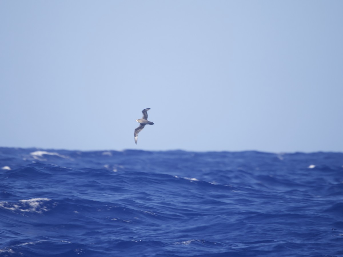 Murphy's Petrel - ML622676923