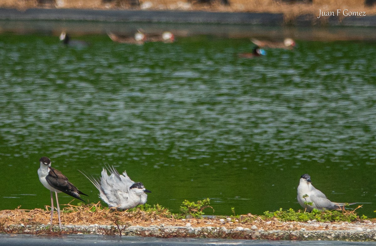 Gull-billed Tern - ML622676938