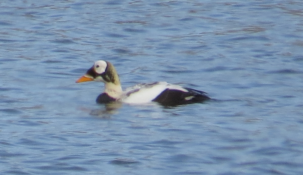 Spectacled Eider - ML622676976