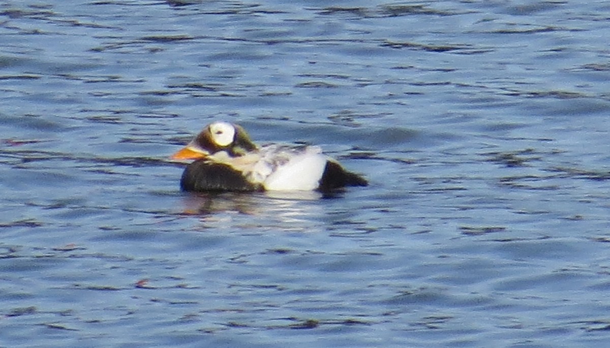 Spectacled Eider - ML622676984