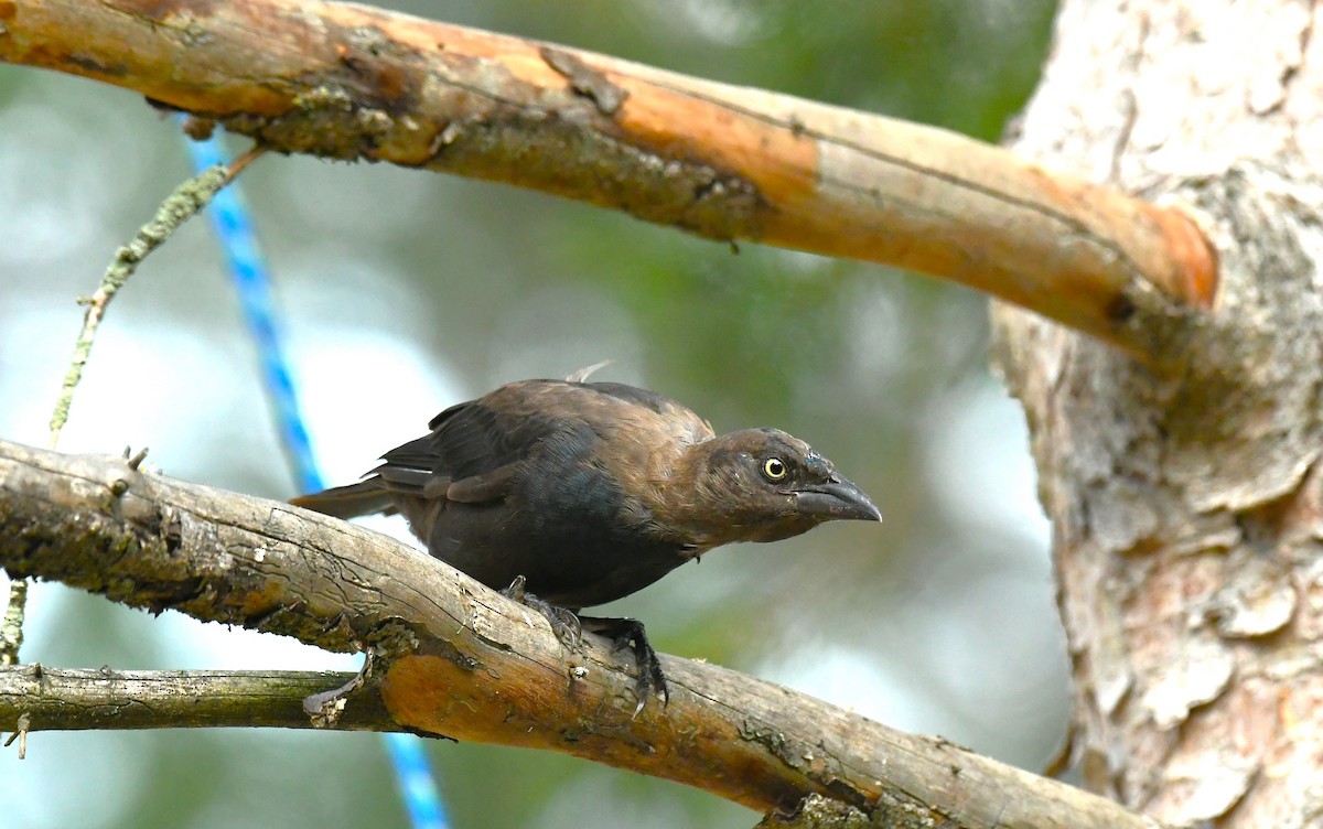 Common Grackle - Marcia Suchy