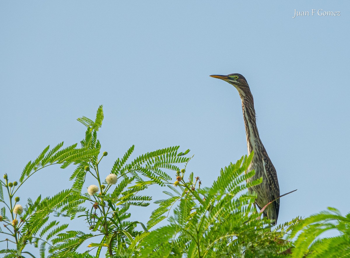 Green Heron - ML622677007