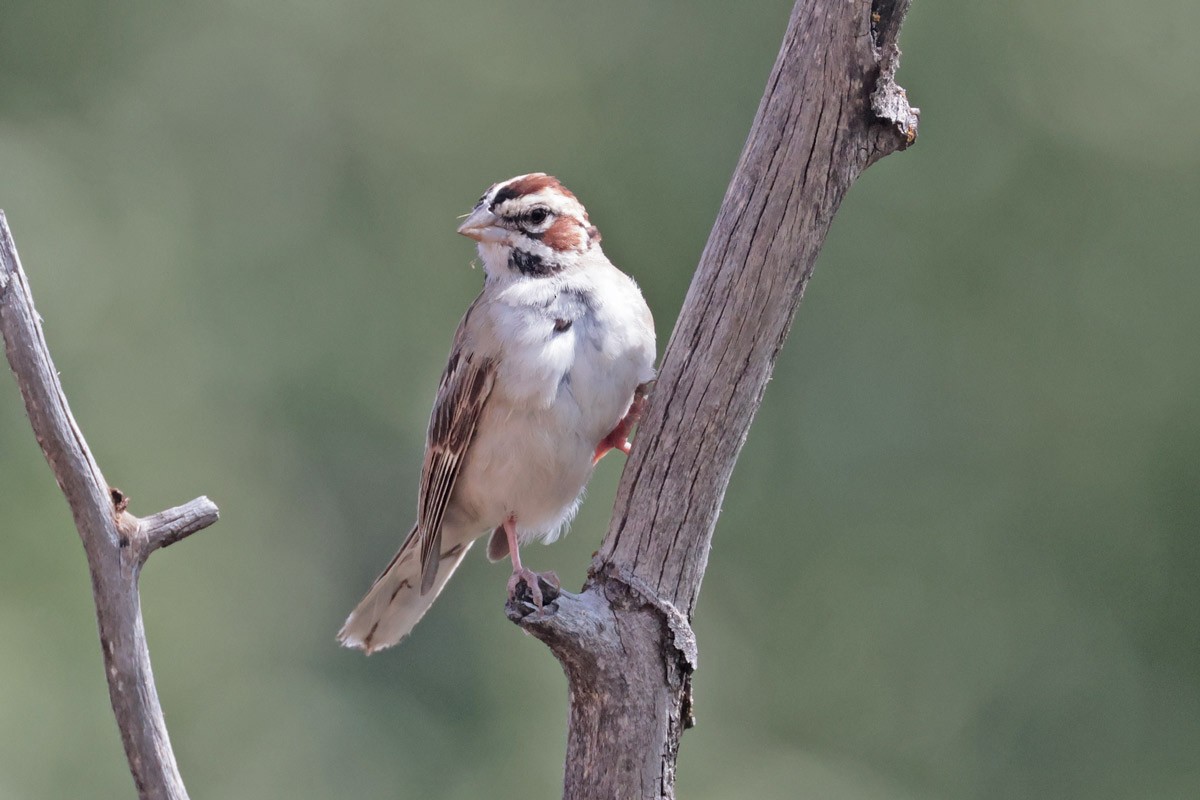 Lark Sparrow - Margaret Sloan