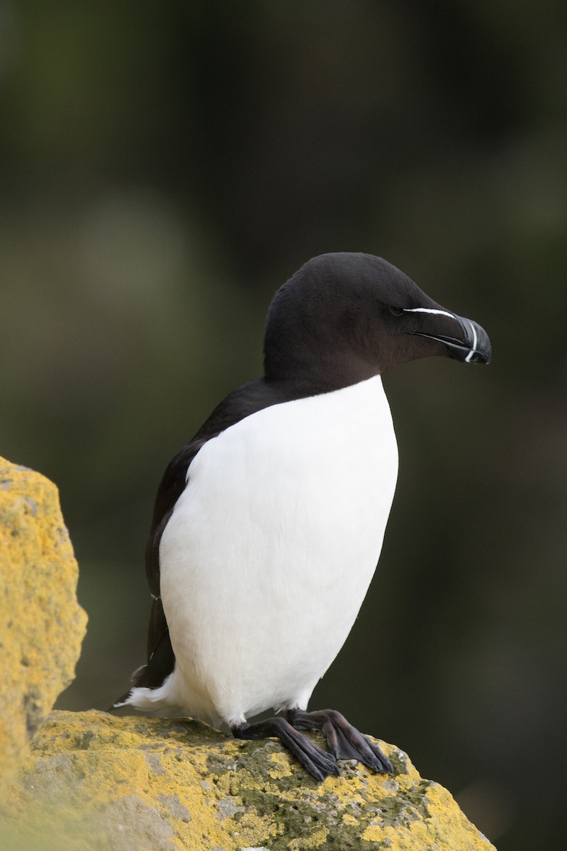 Razorbill - ML622677179