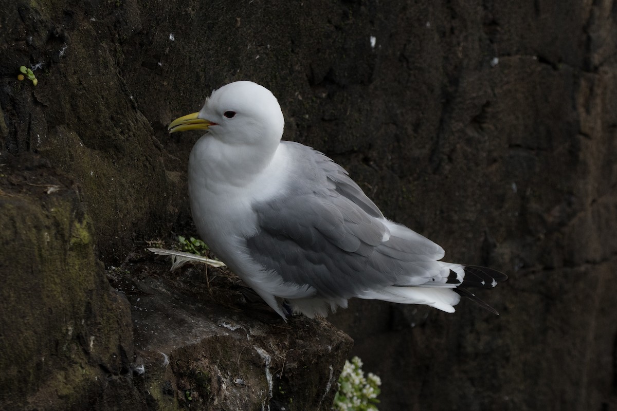 Black-legged Kittiwake - ML622677191