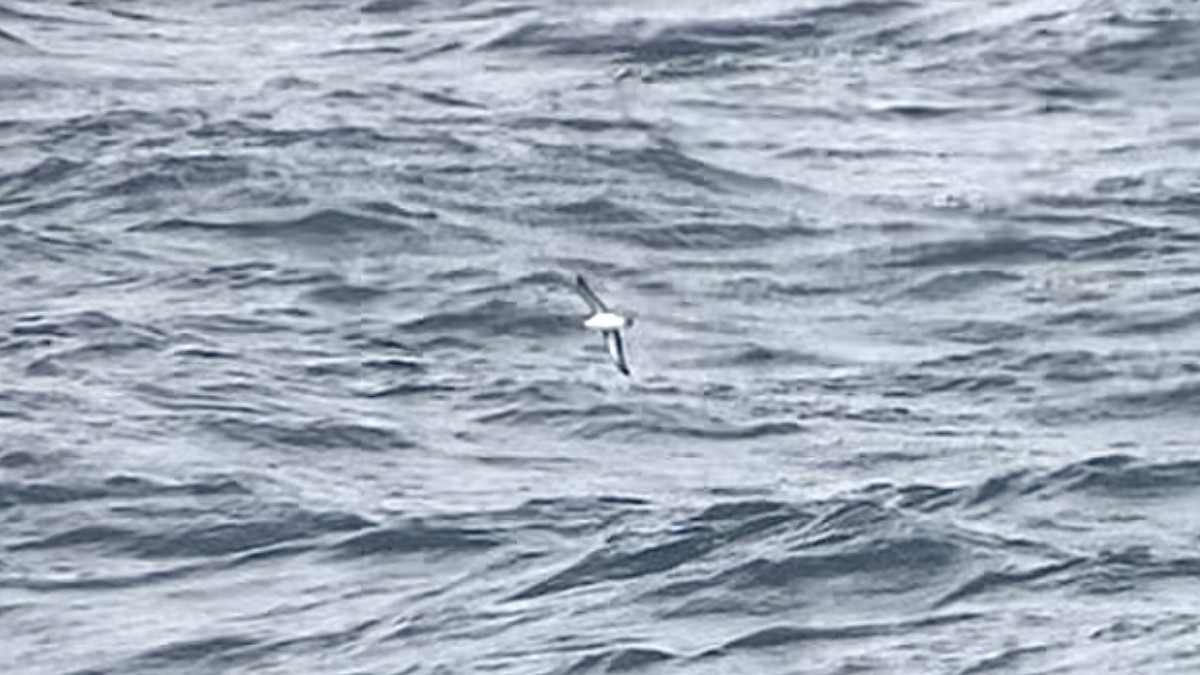 Barolo Shearwater - ML622677232