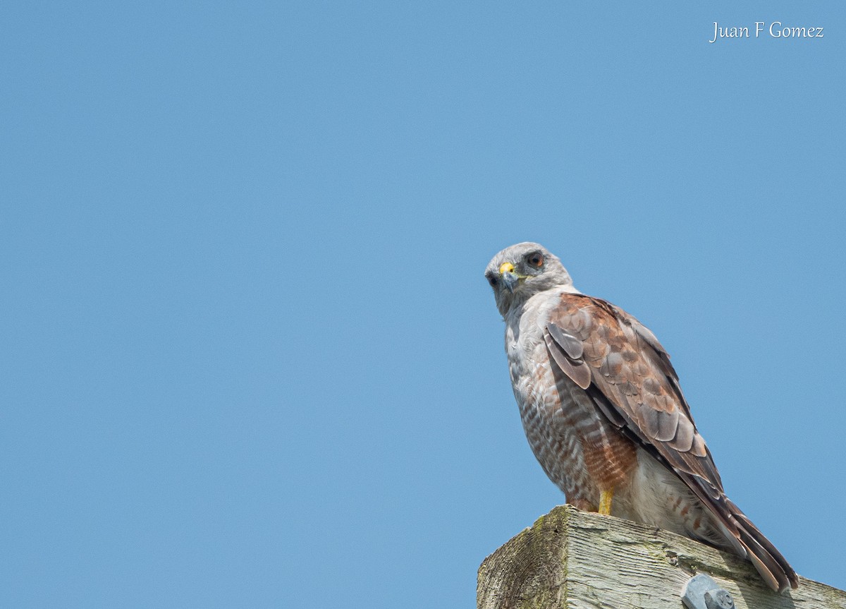 Ridgway's Hawk - ML622677237