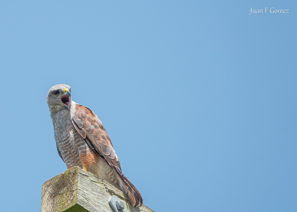 Ridgway's Hawk - ML622677249