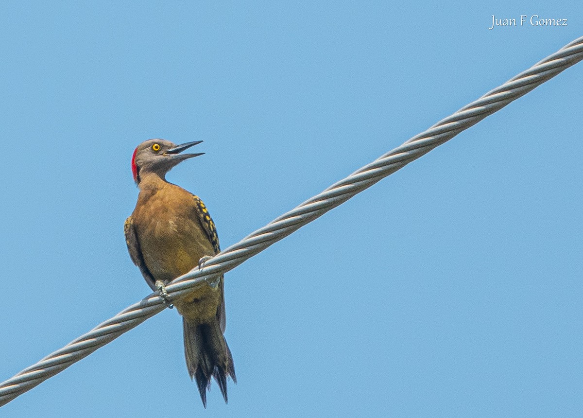 Hispaniolan Woodpecker - ML622677269