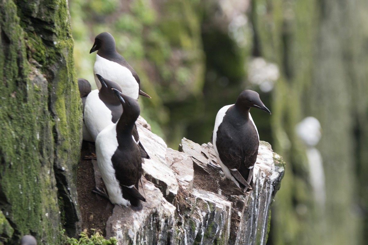 Thick-billed Murre - ML622677291