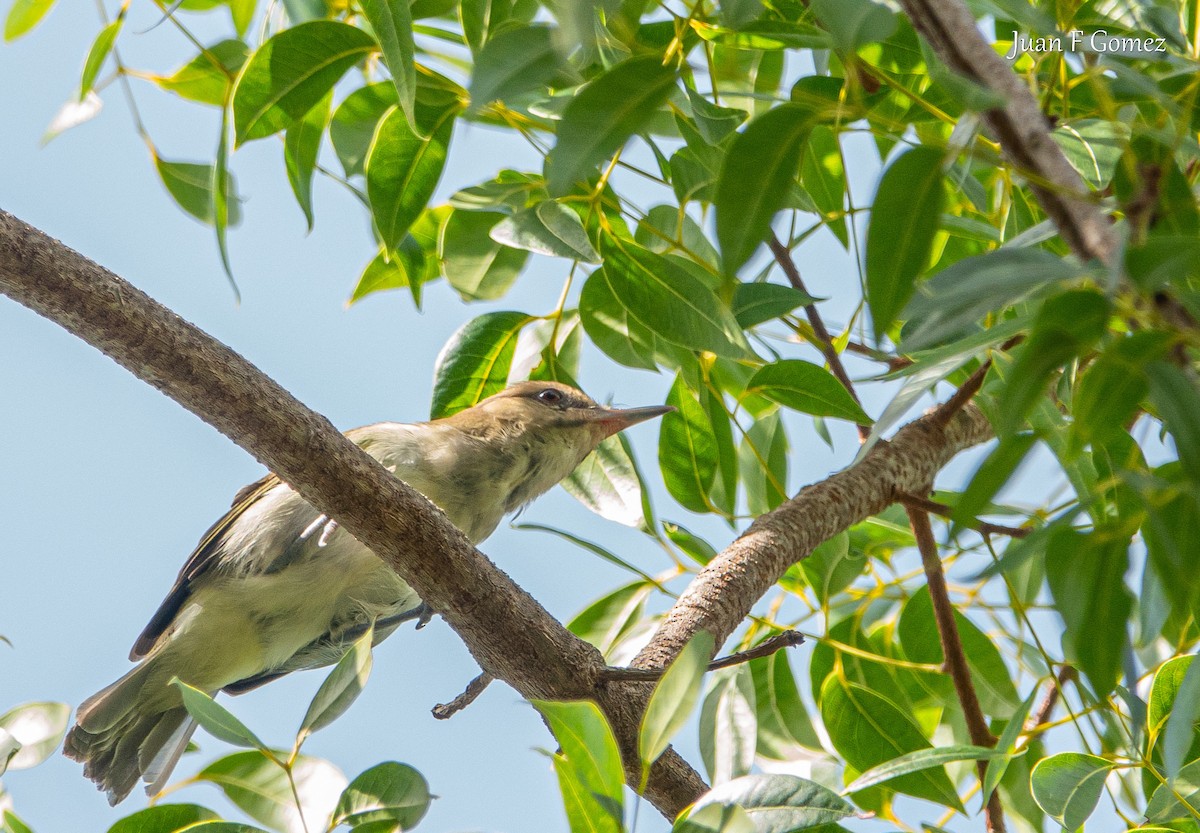 Black-whiskered Vireo - ML622677300