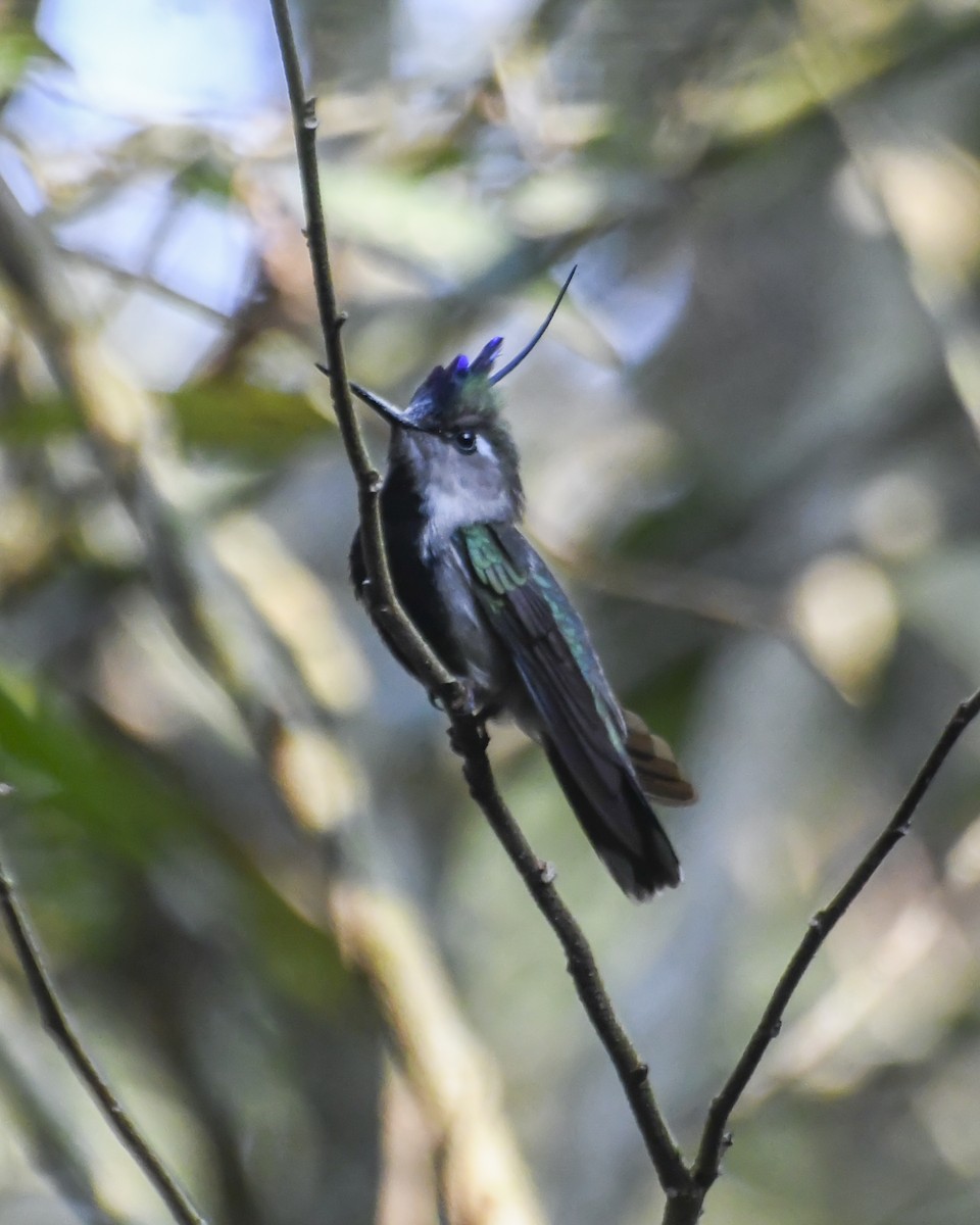 Colibri à huppe bleue - ML622677378